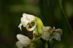 Small green wood orchid